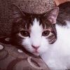 fat_kitty
